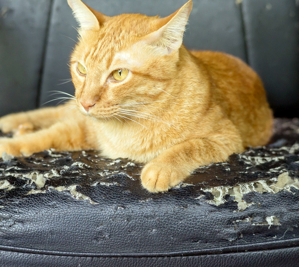 Guide för att reparera kattklösmärken